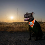 Reflective Dog Bandana Hi-Vis S Size 10 in Neck Orange