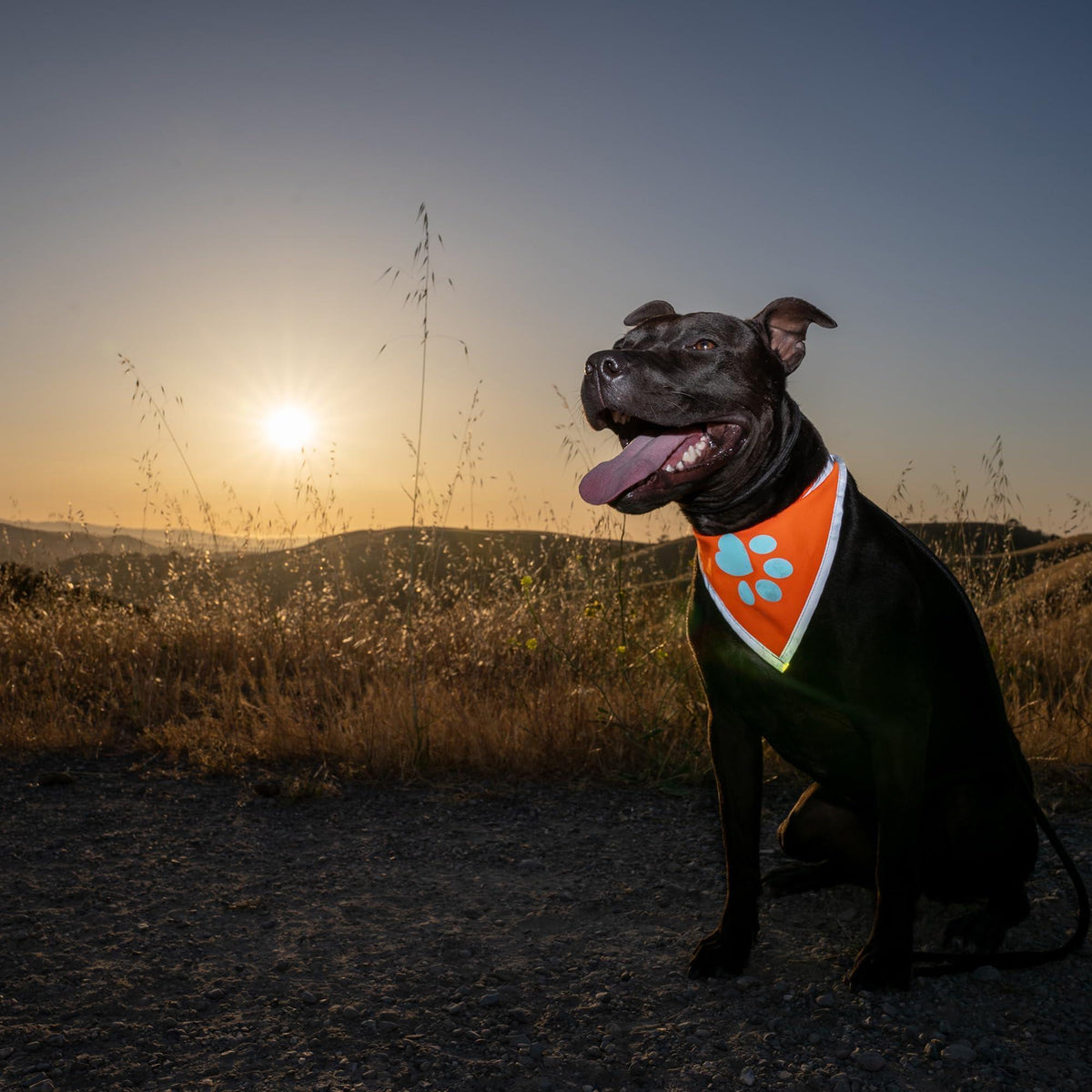 Reflective Dog Bandana Hi-Vis S Size 10 in Neck Orange