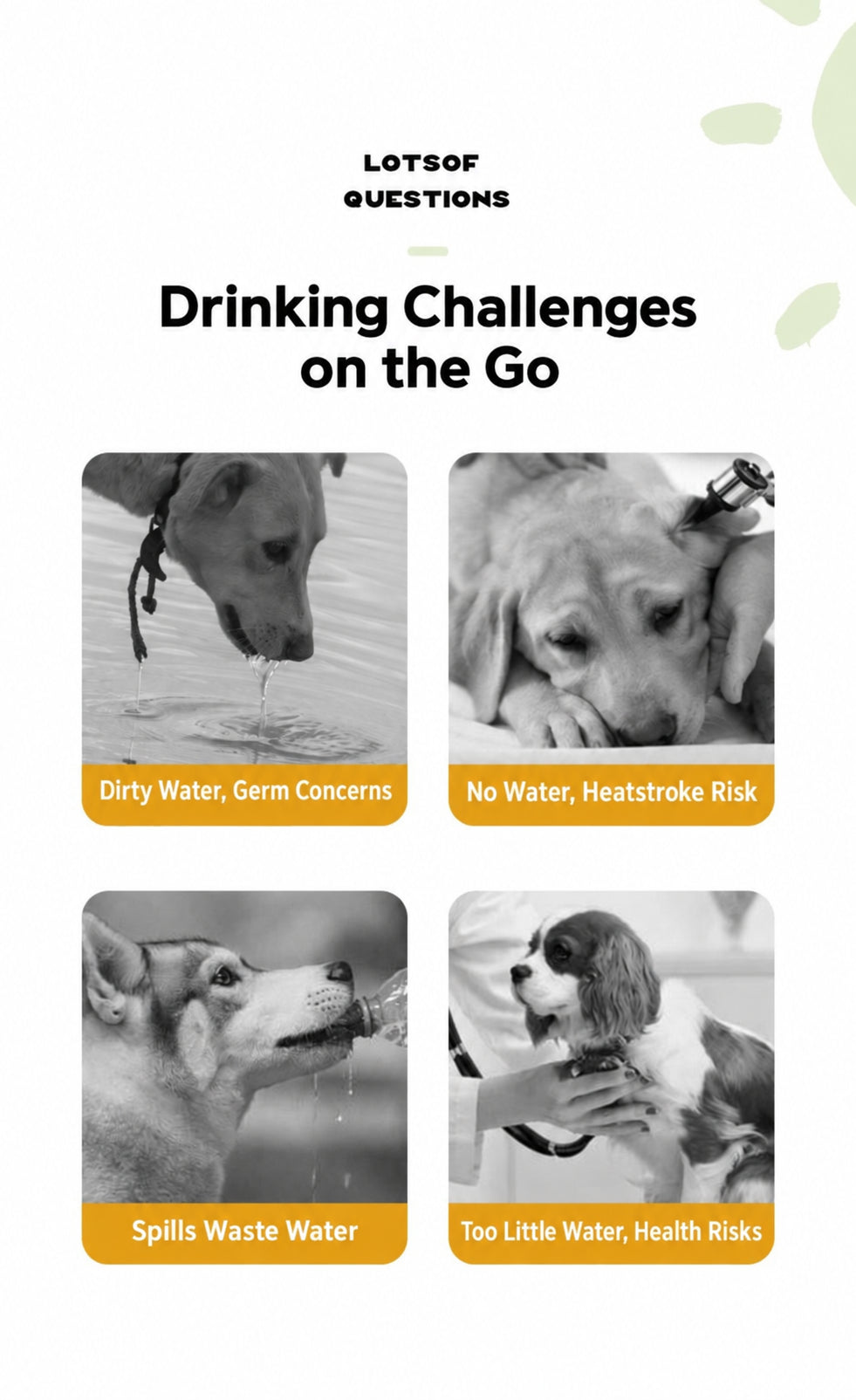 Everyday Walk Dog Water Bottle