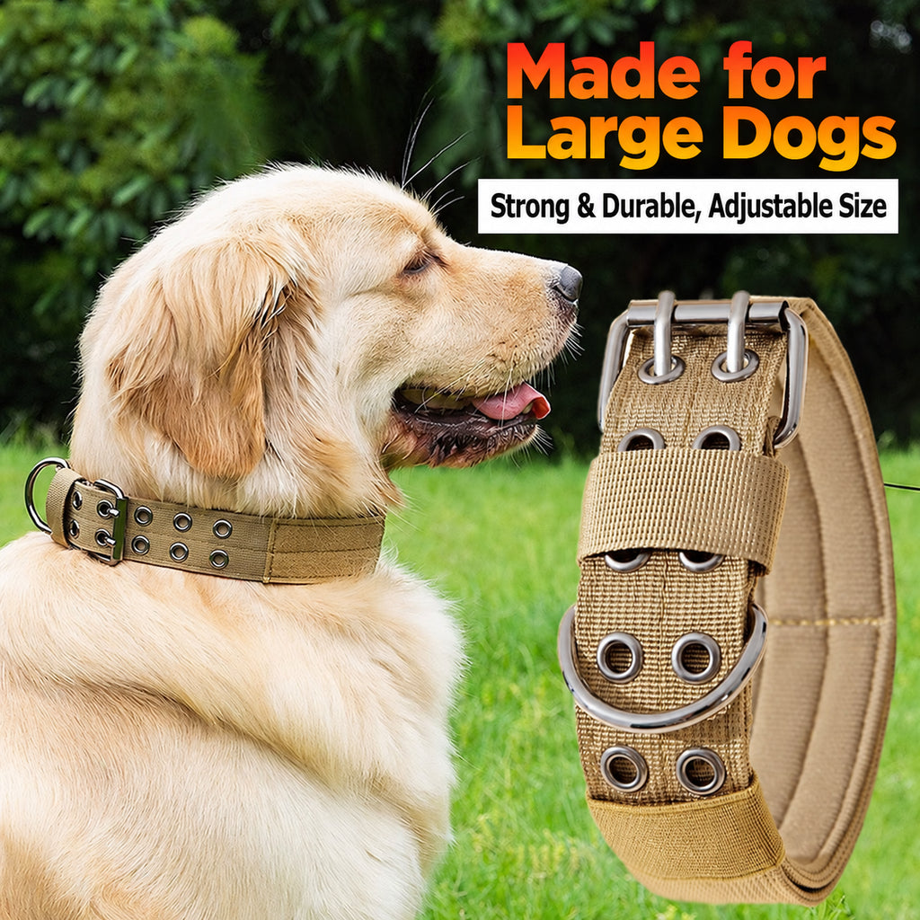 Everyday Adventure Dog Collar & Bungee Leash