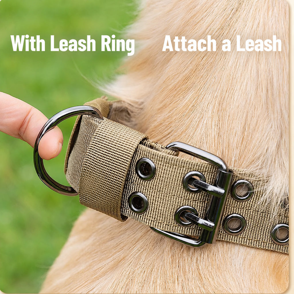 Everyday Adventure Dog Collar & Bungee Leash