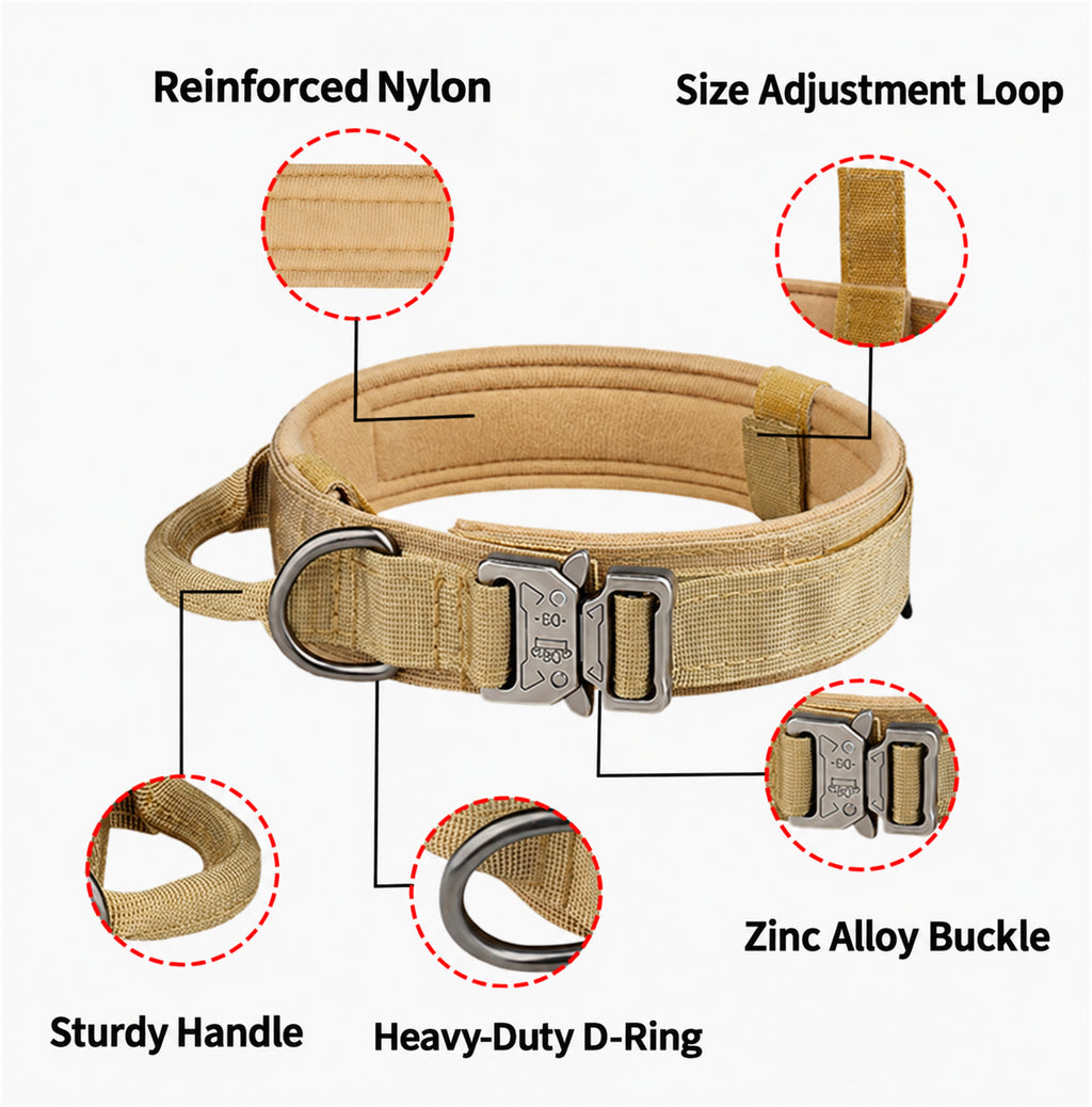 Everyday Adventure Dog Collar & Bungee Leash