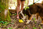 Gallatin Packable Dog Bowl