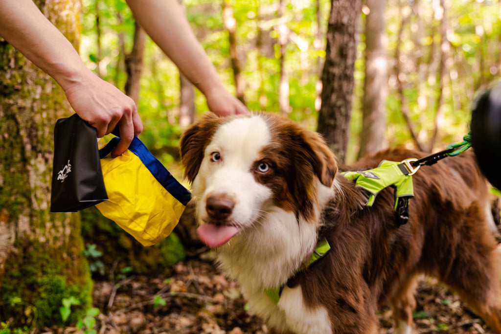 Gallatin Packable Dog Bowl
