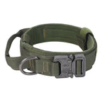 Everyday Adventure Dog Collar & Bungee Leash